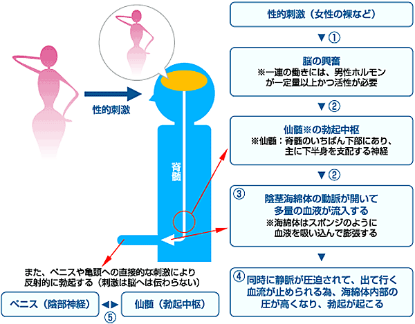 勃起障害(ED)とメカニズム