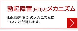 勃起障害(ED)とメカニズム：勃起障害(ED)のメカニズムについてご説明します。